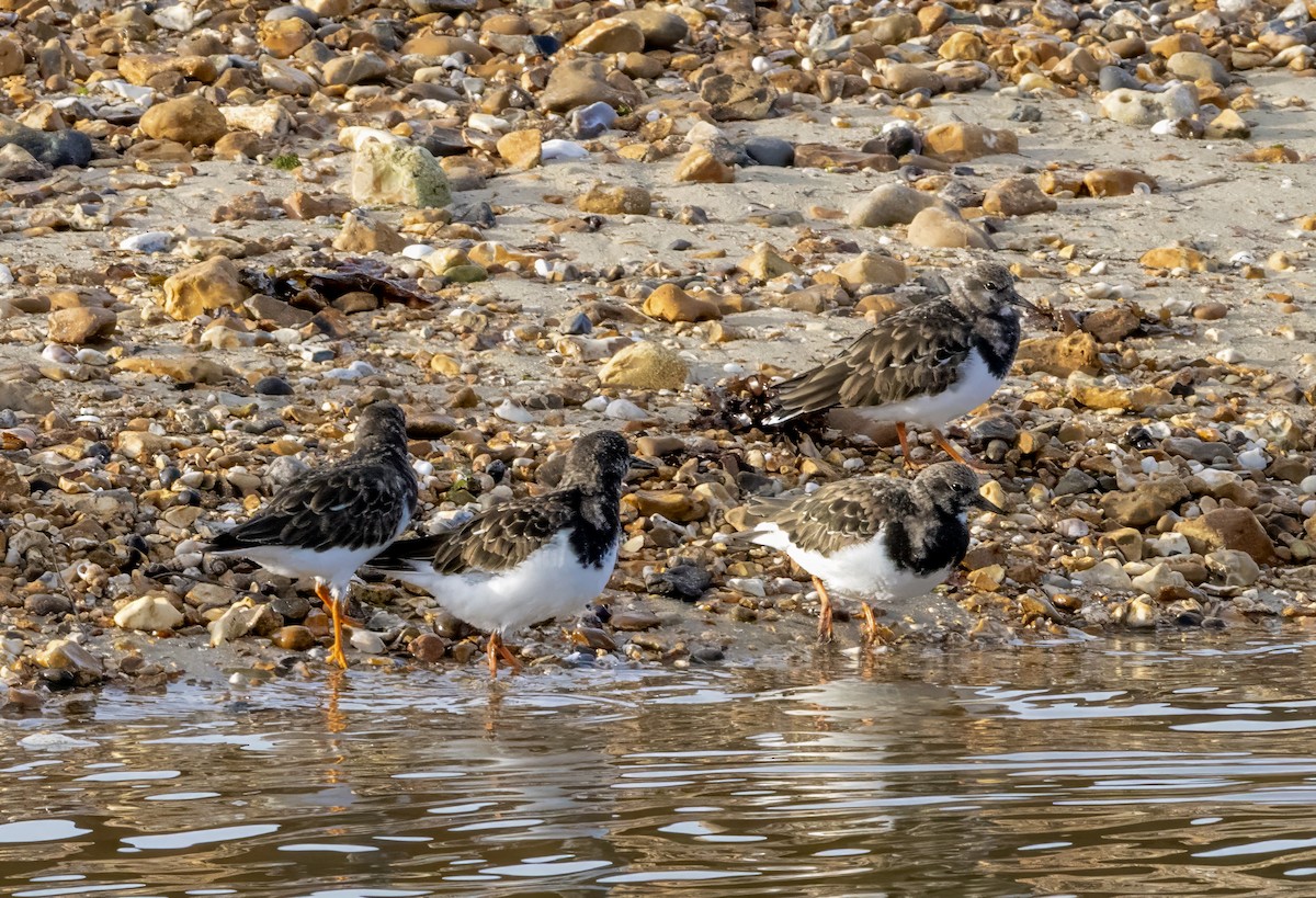Ruddy Turnstone - ML643982041