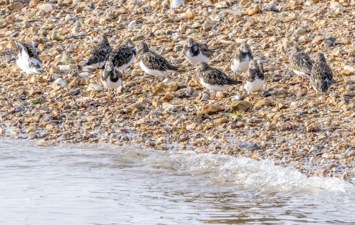 Ruddy Turnstone - ML643982042