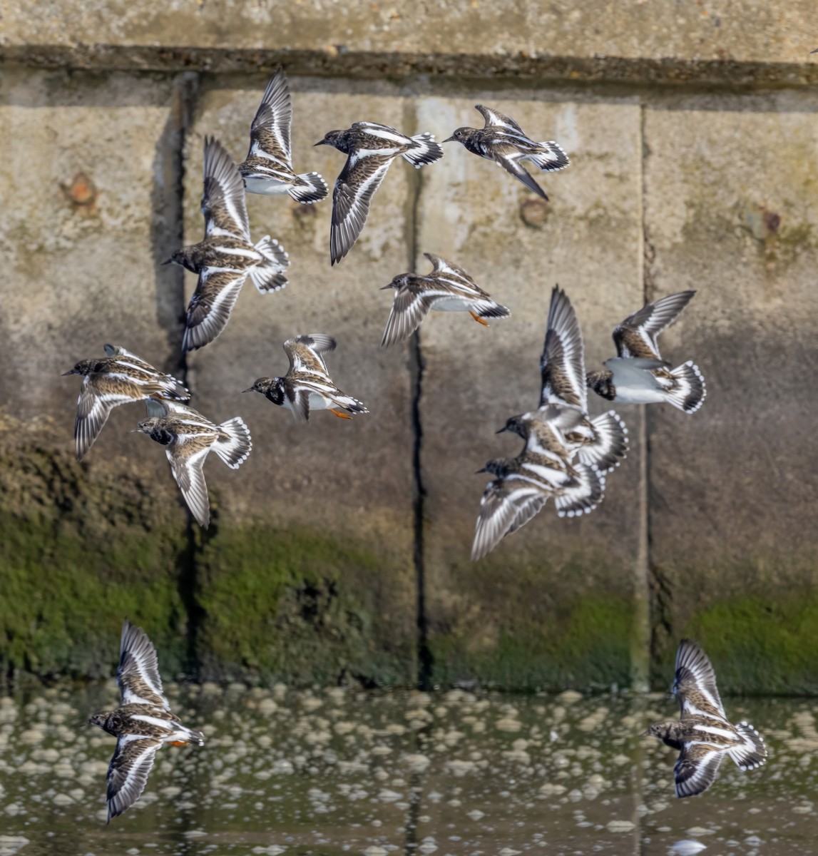Ruddy Turnstone - ML643982043