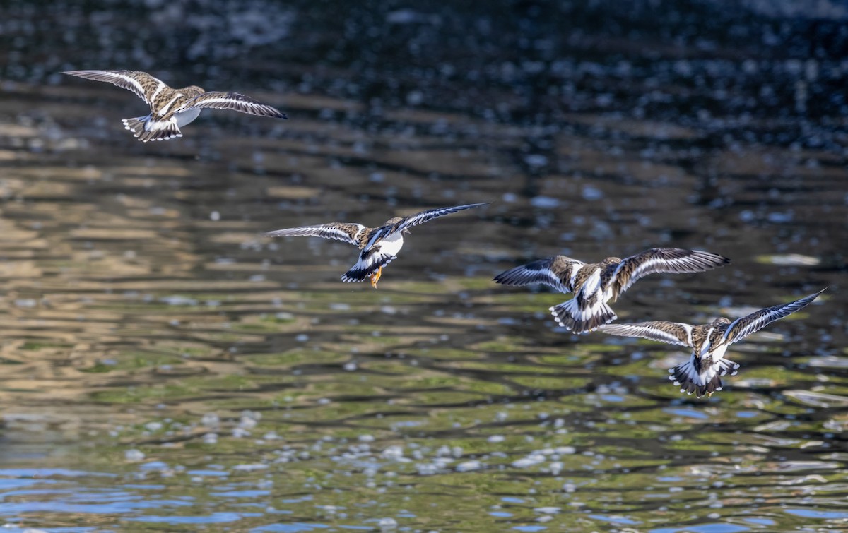 Ruddy Turnstone - ML643982045
