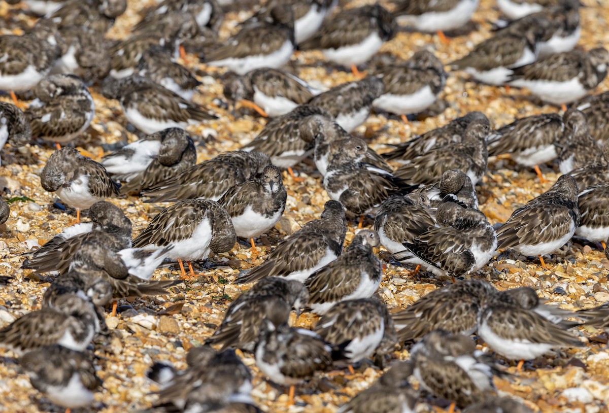Ruddy Turnstone - ML643982046
