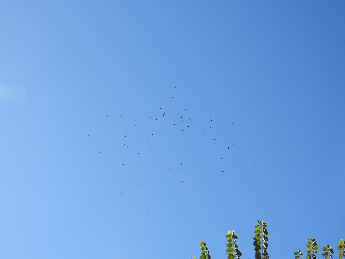 Fish Crow - ML643982048