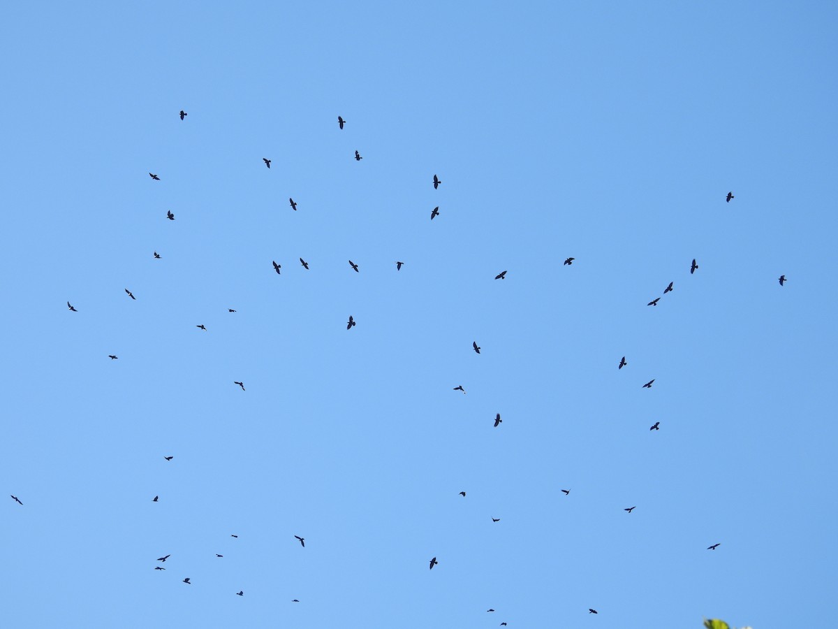 Fish Crow - ML643982049