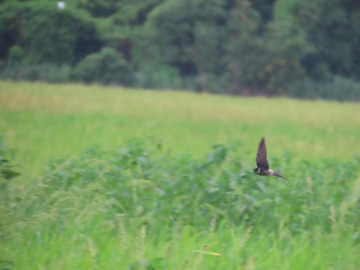 Eastern Red-rumped Swallow (Striated) - ML643982053
