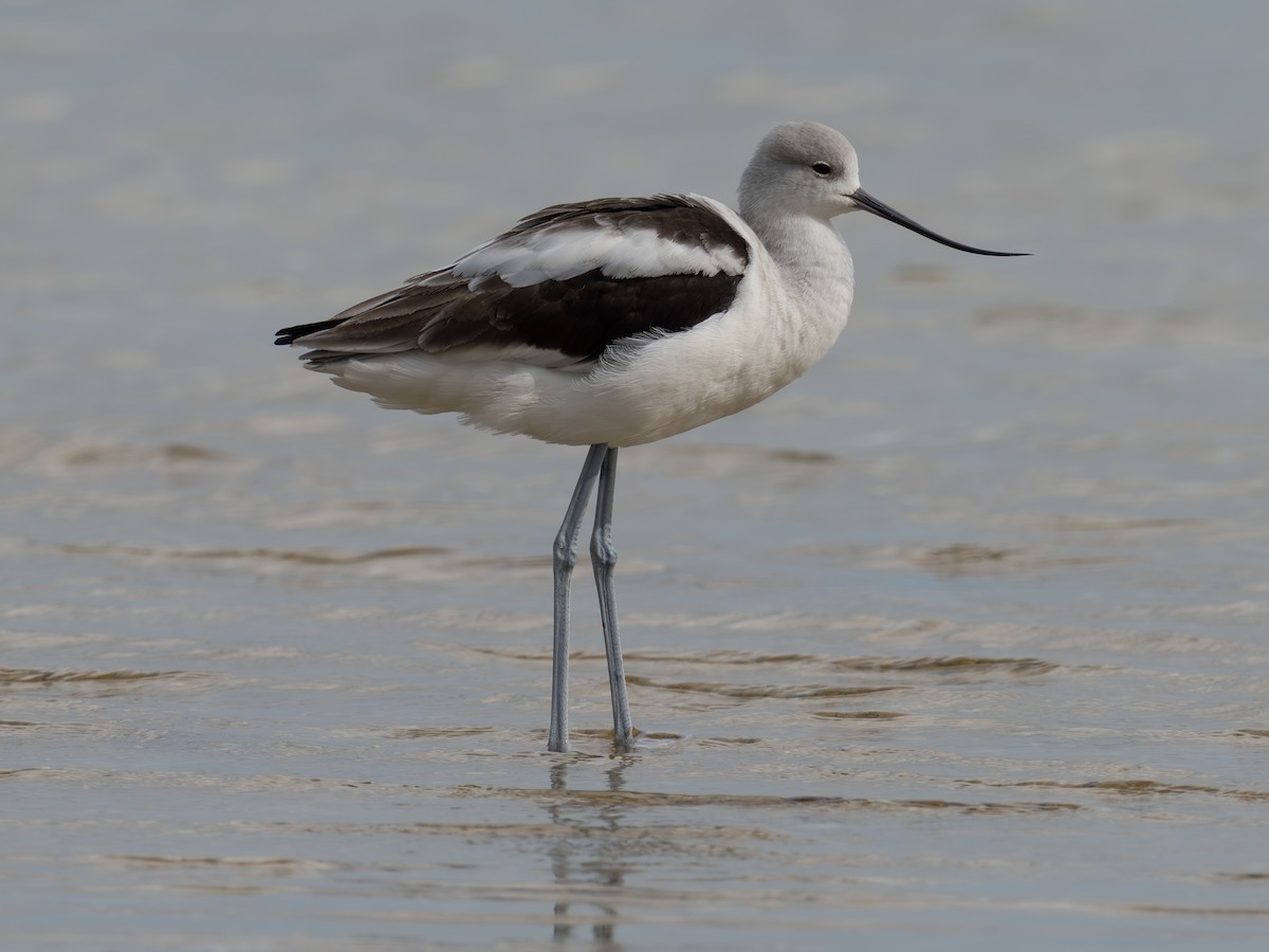 American Avocet - ML643982054