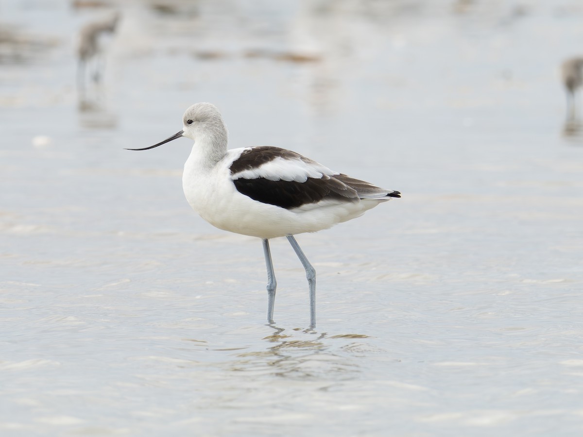 American Avocet - ML643982055