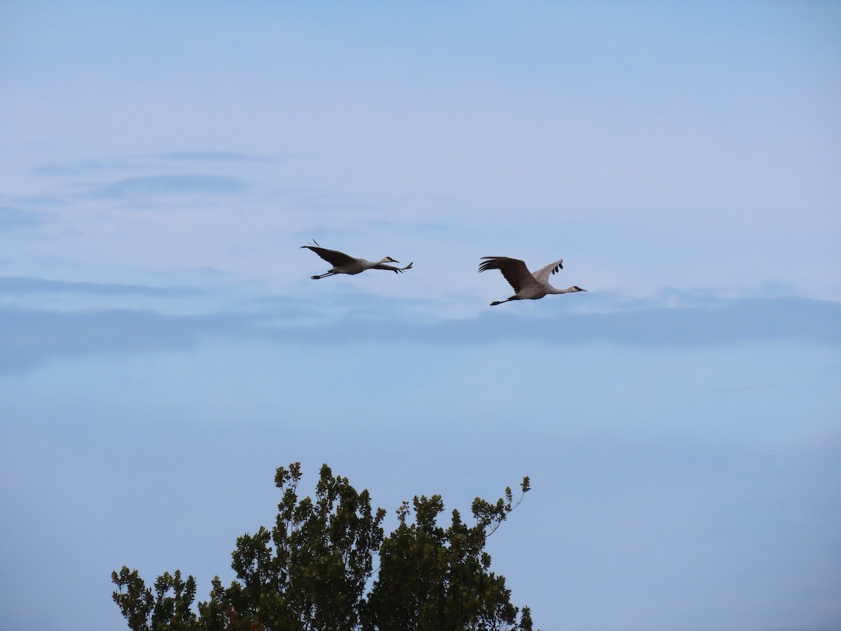 Sandhill Crane - ML643982056
