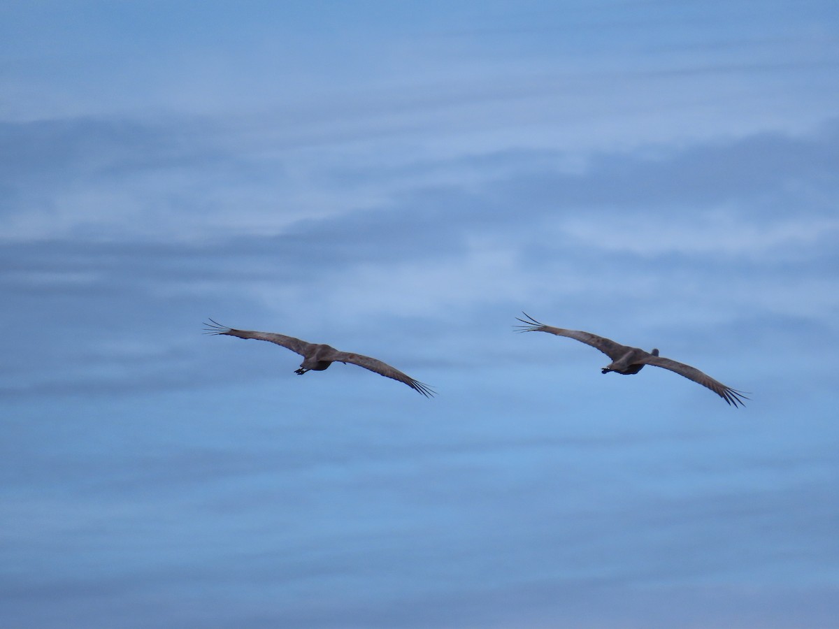 Sandhill Crane - ML643982057