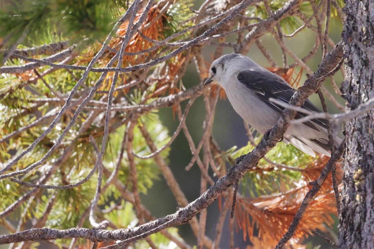 Canada Jay - ML643982061