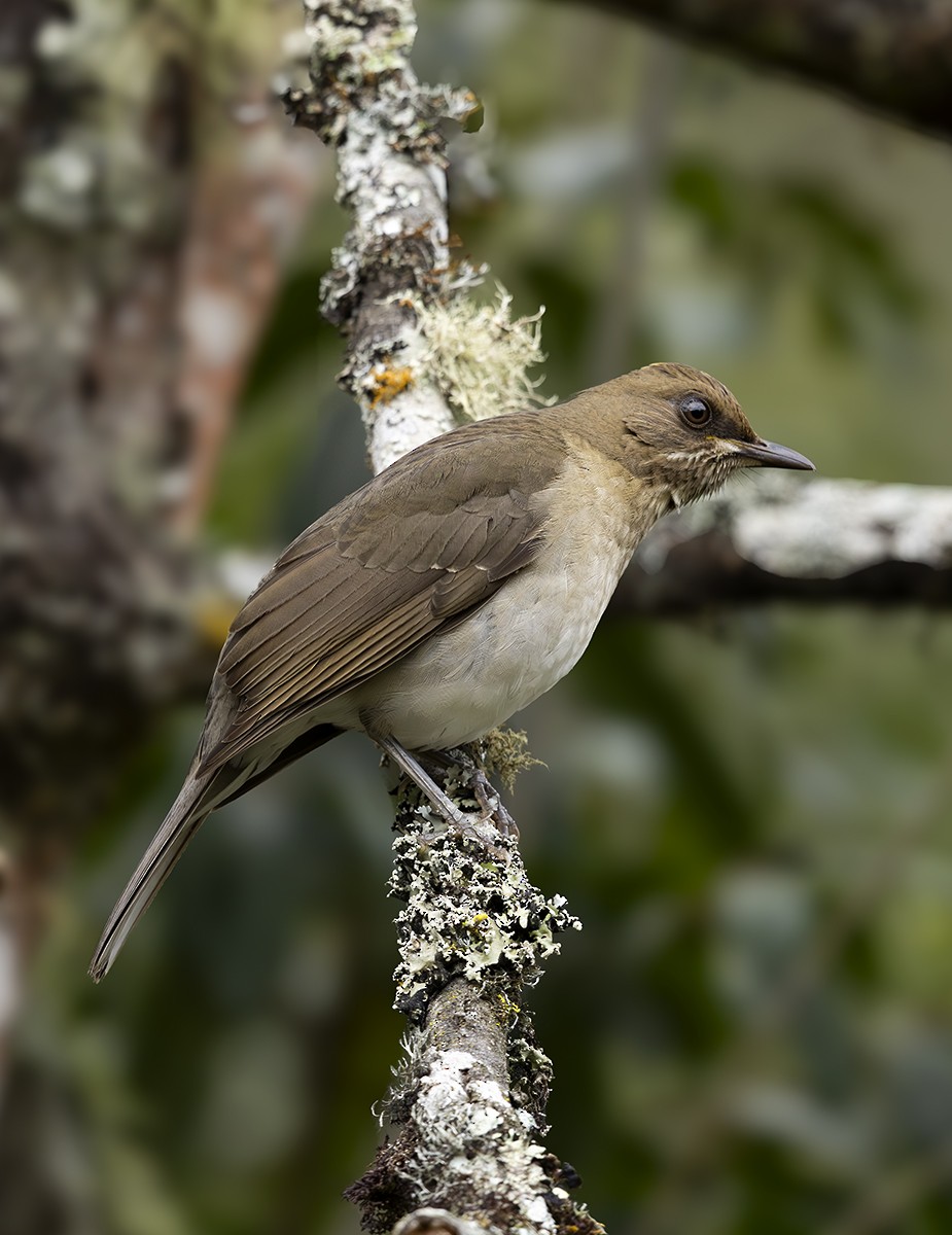 Creamy-bellied Thrush - ML643982062