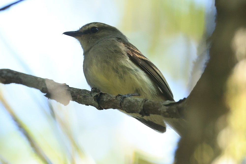Fuscous Flycatcher - ML643982063