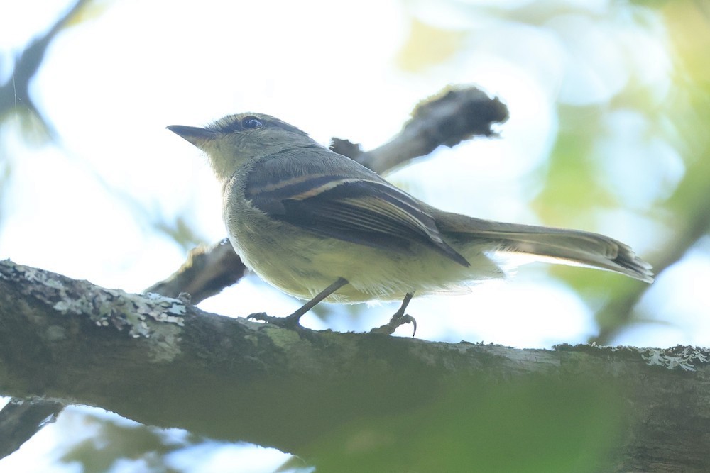 Fuscous Flycatcher - ML643982064
