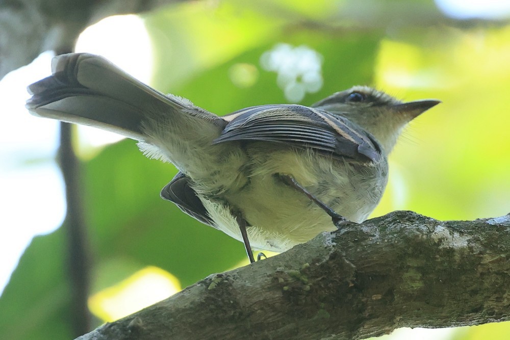 Fuscous Flycatcher - ML643982065