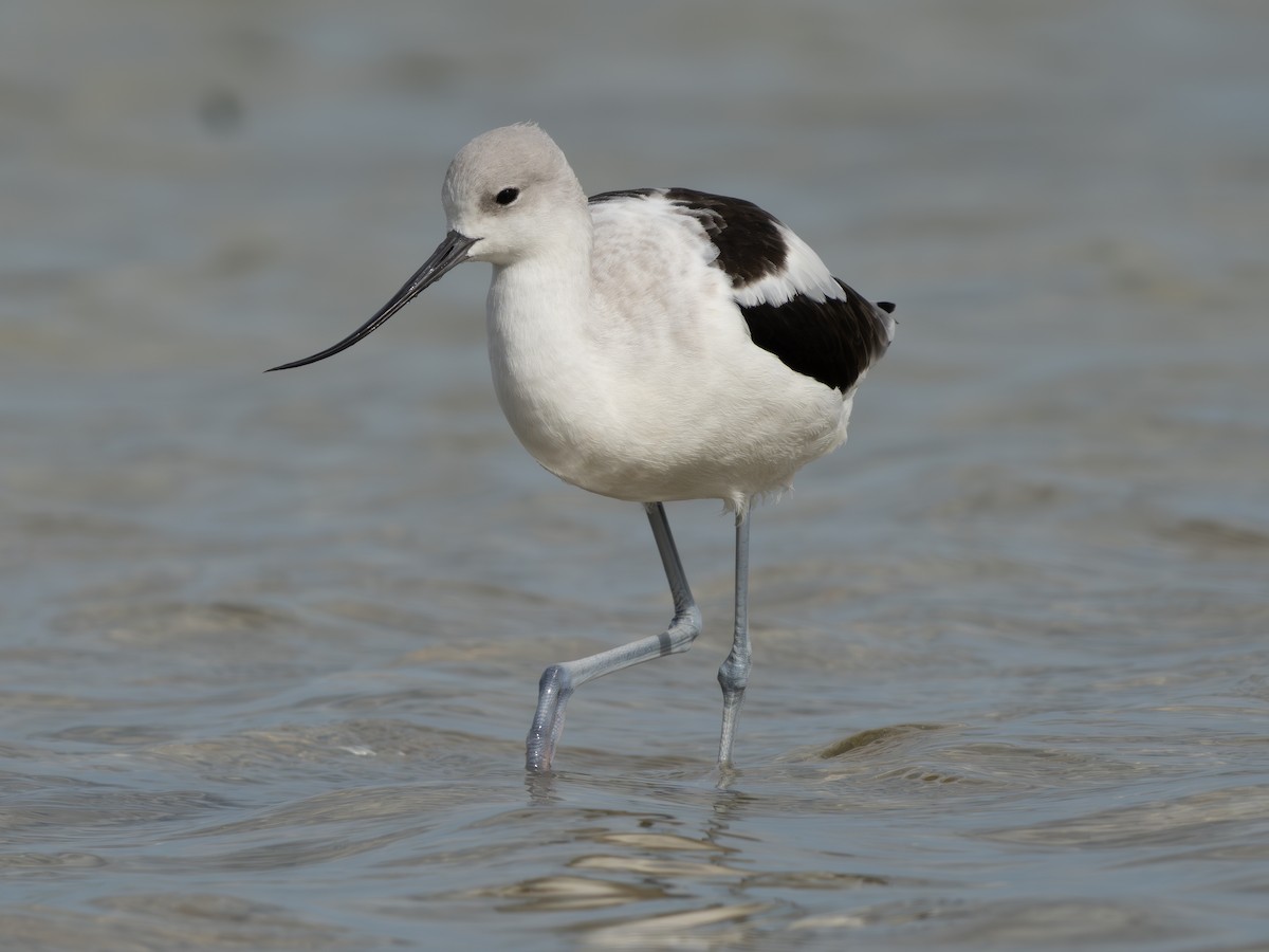 American Avocet - ML643982067