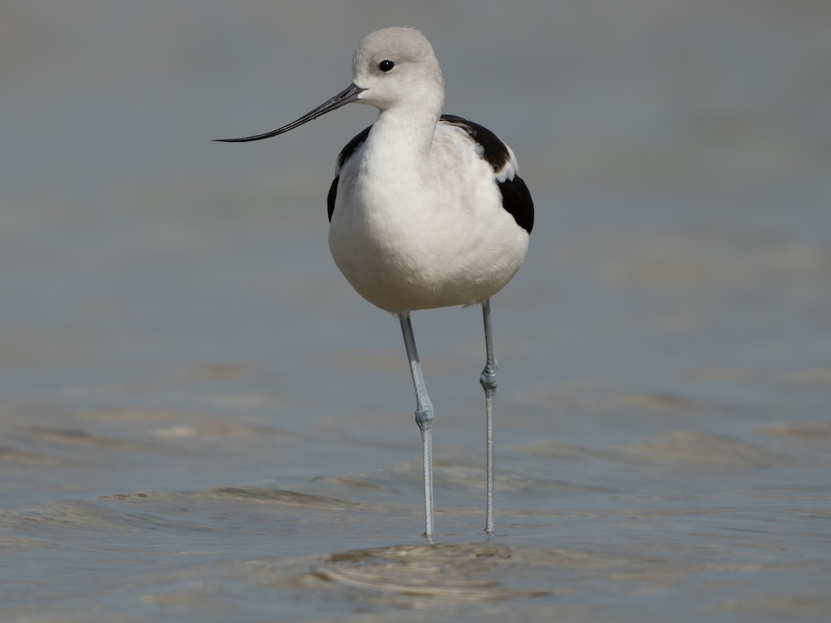 American Avocet - ML643982068