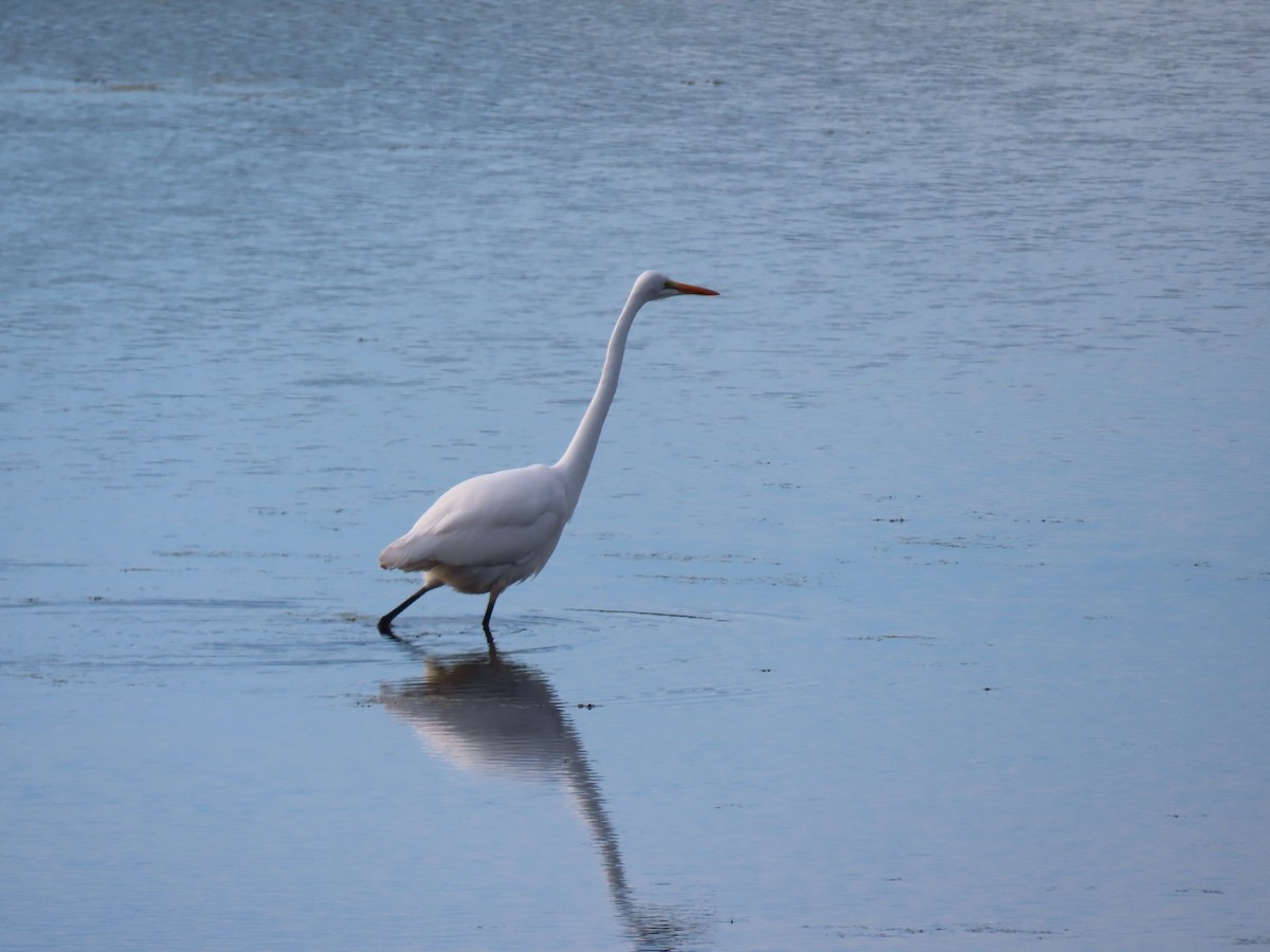 Great Egret - ML643982070