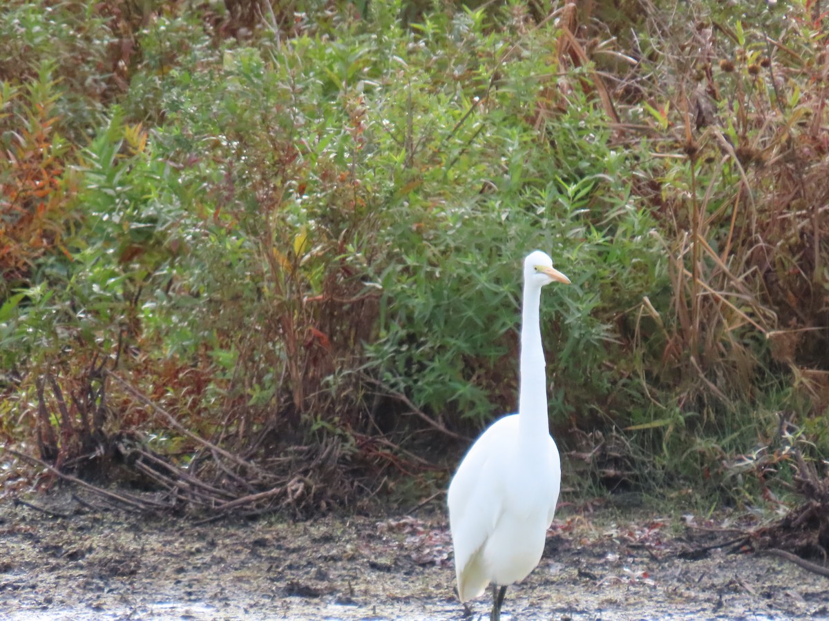 Great Egret - ML643982071