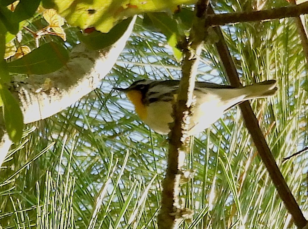Yellow-throated Warbler - ML643982073