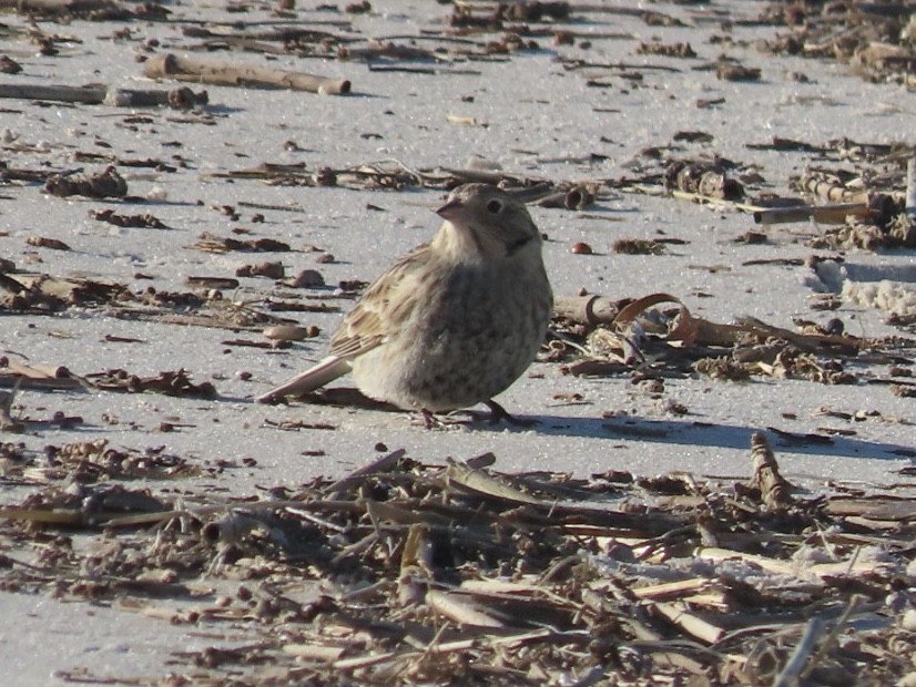 Chestnut-collared Longspur - ML643982105
