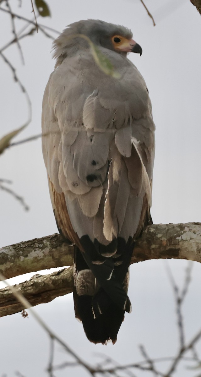 African Harrier-Hawk - ML643982107