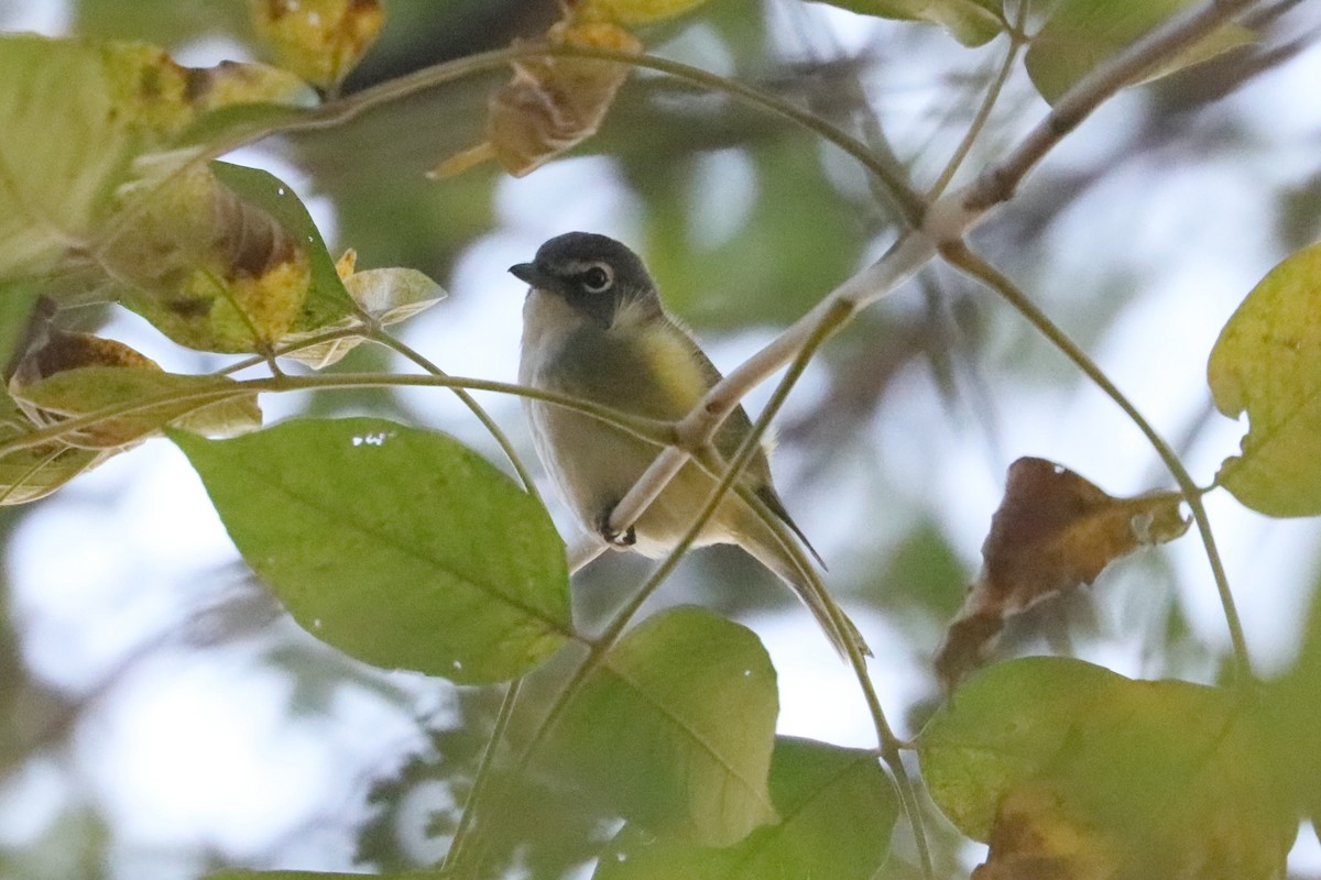 Graukopfvireo - ML643982109