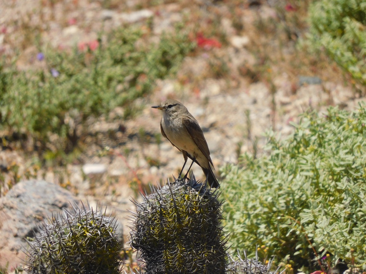 Spot-billed Ground-Tyrant - ML643982137