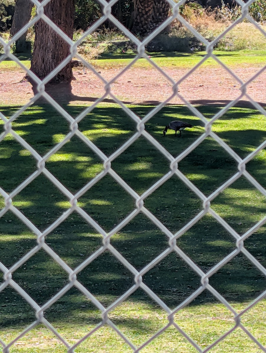 berneška malá - ML643982156