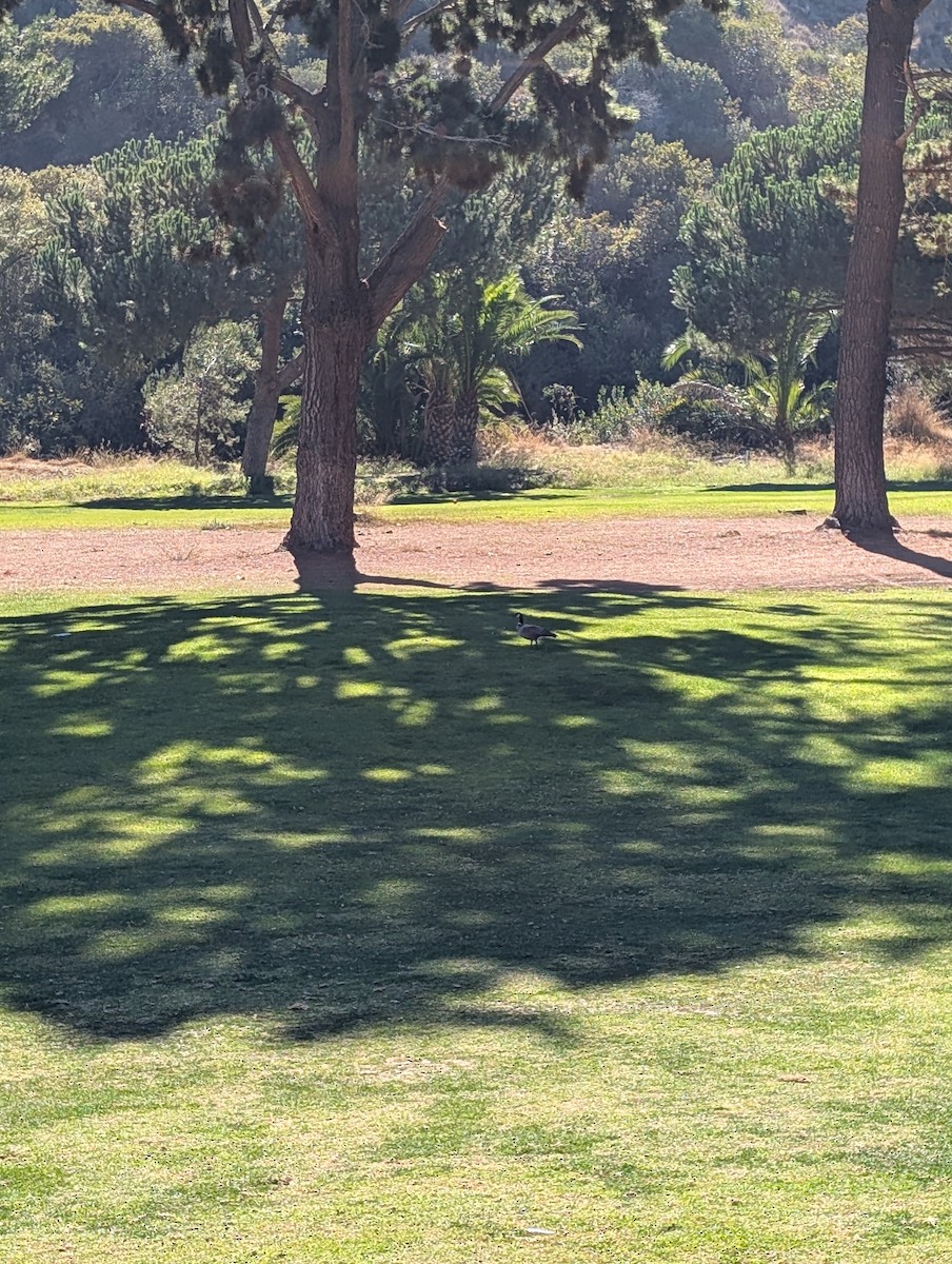 berneška malá - ML643982167