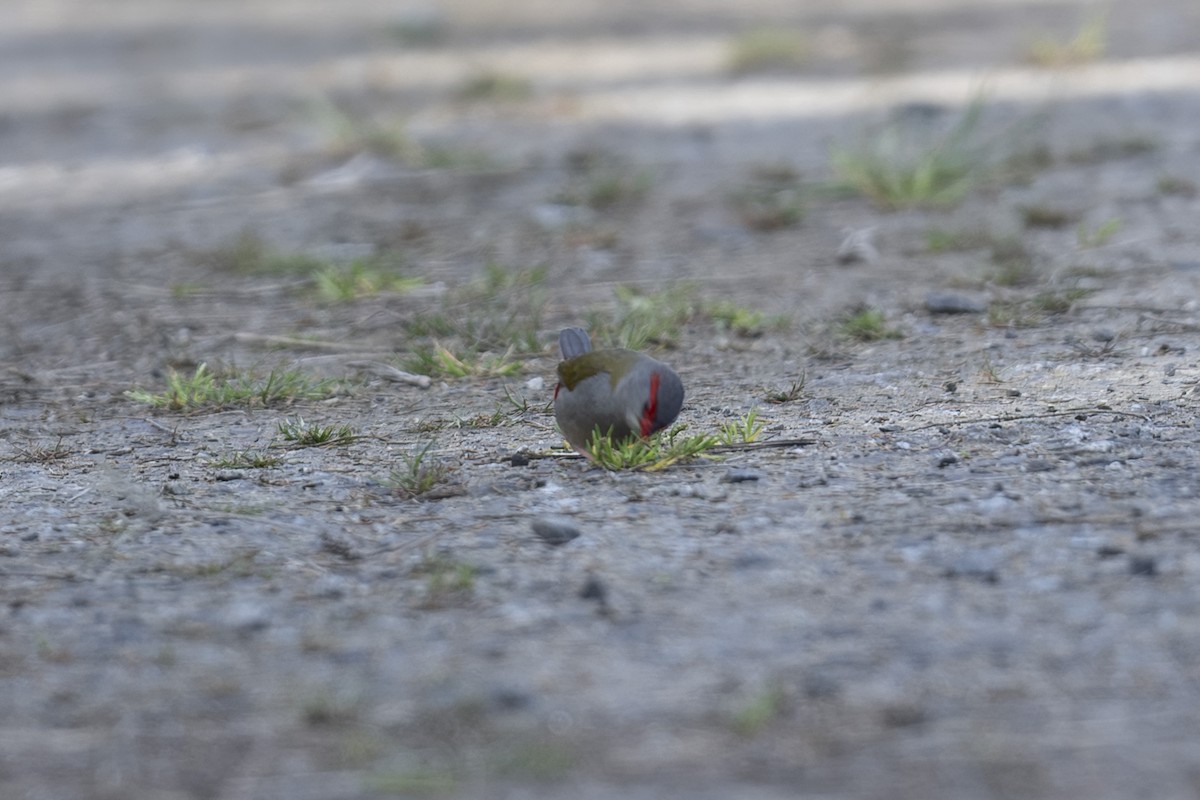 Red-browed Firetail - ML643982169