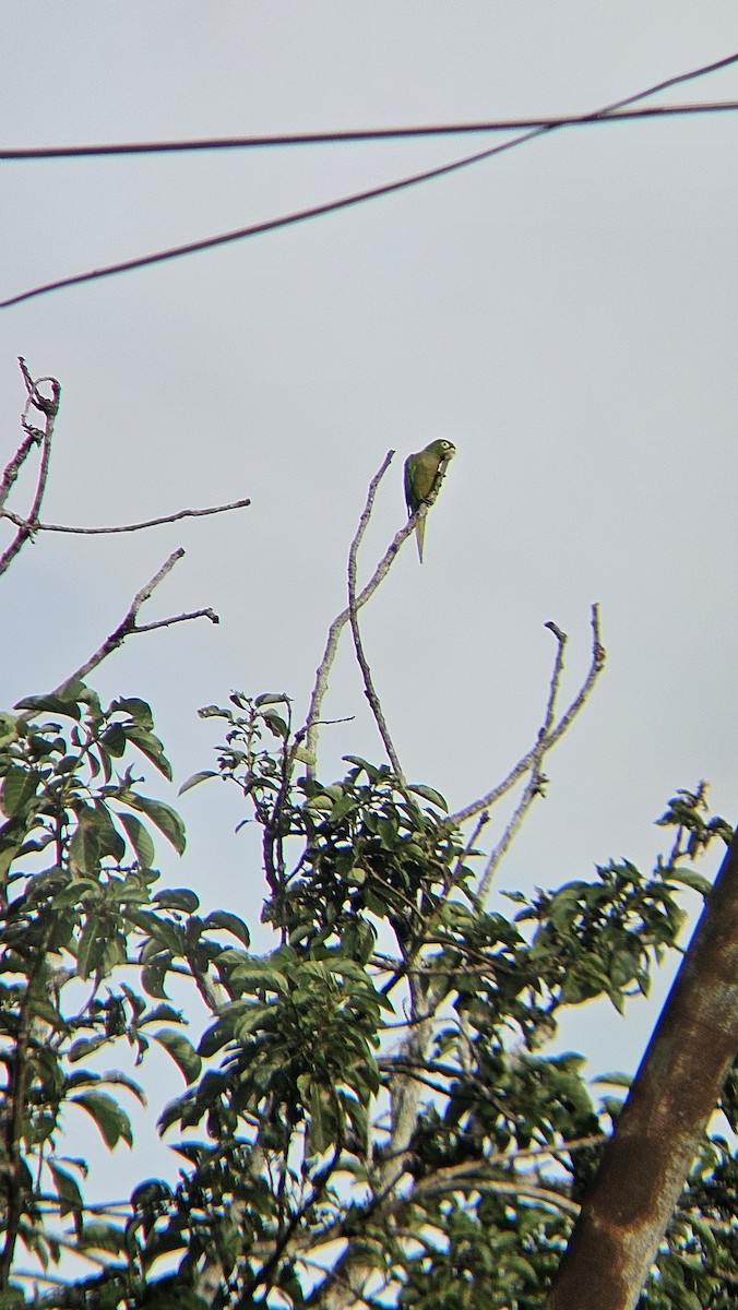 mayaparakitt - ML643982182