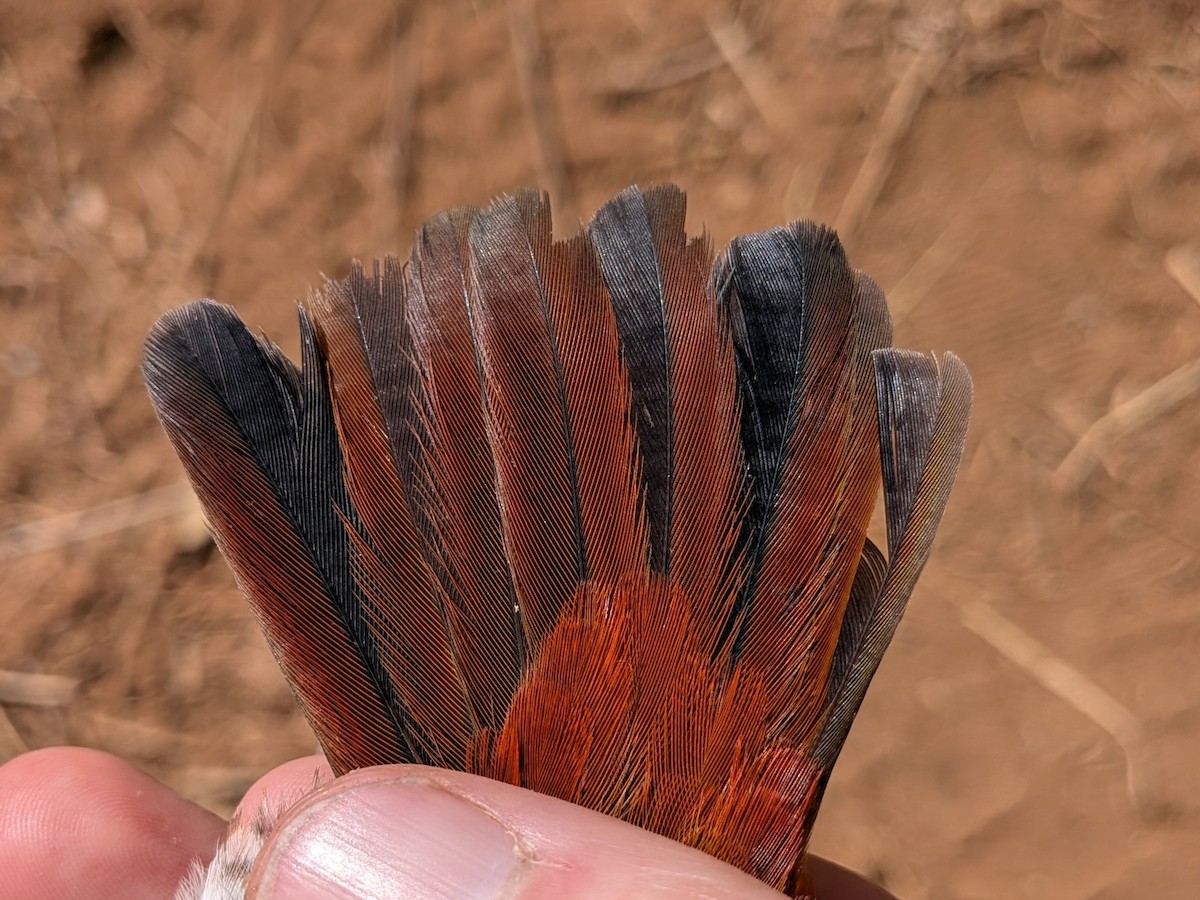 Green-winged Pytilia - ML643982197