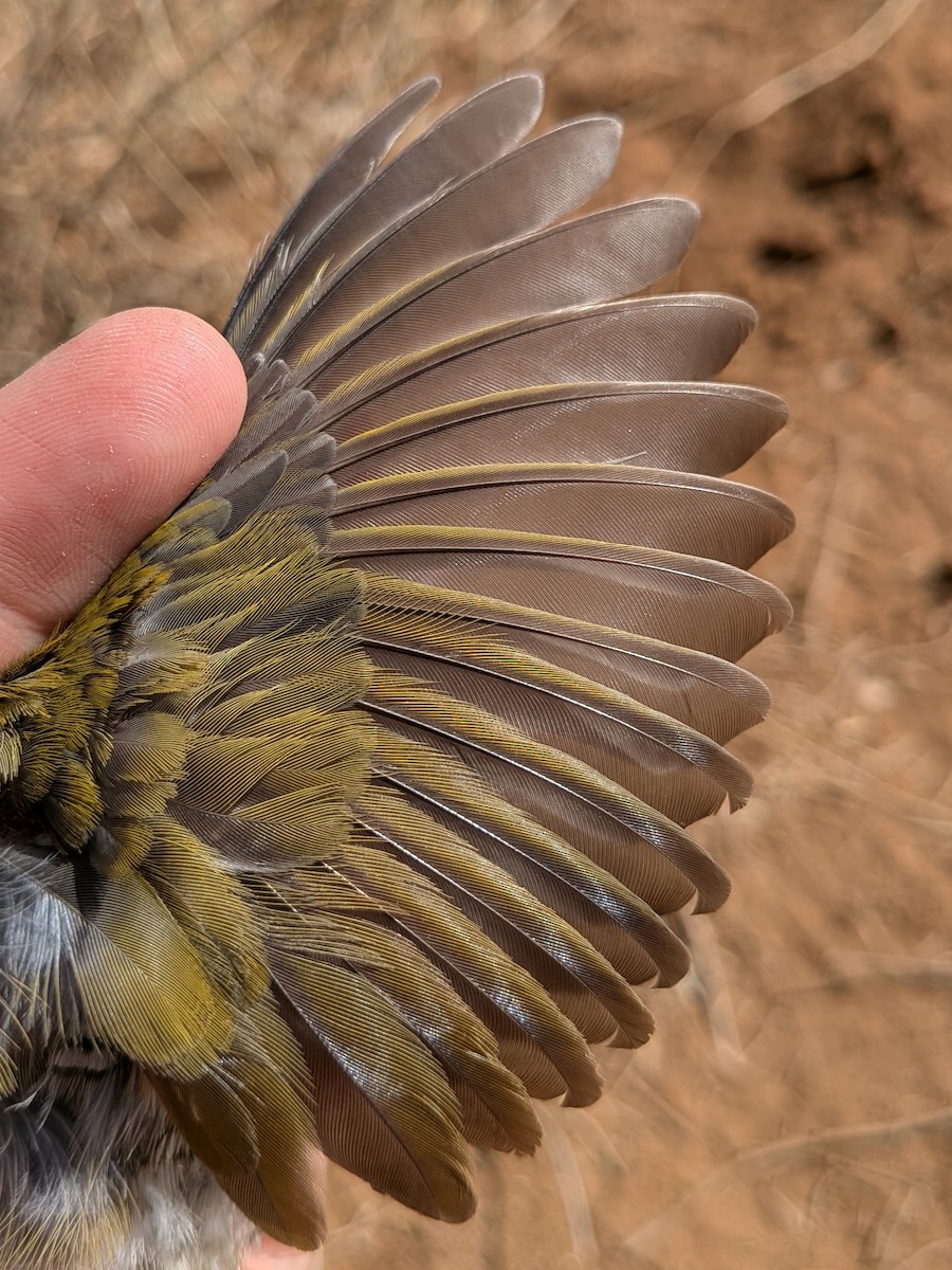 Green-winged Pytilia - ML643982199