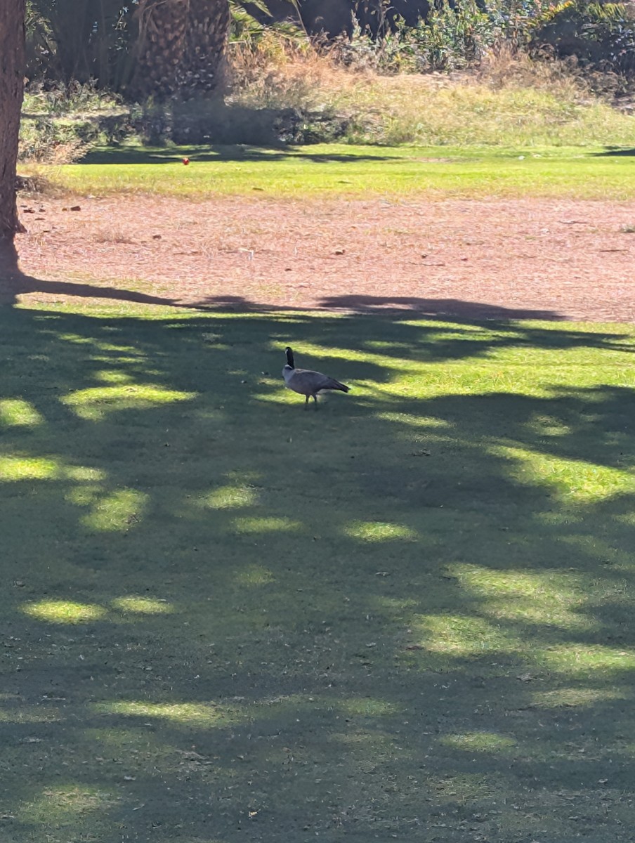 berneška malá - ML643982202