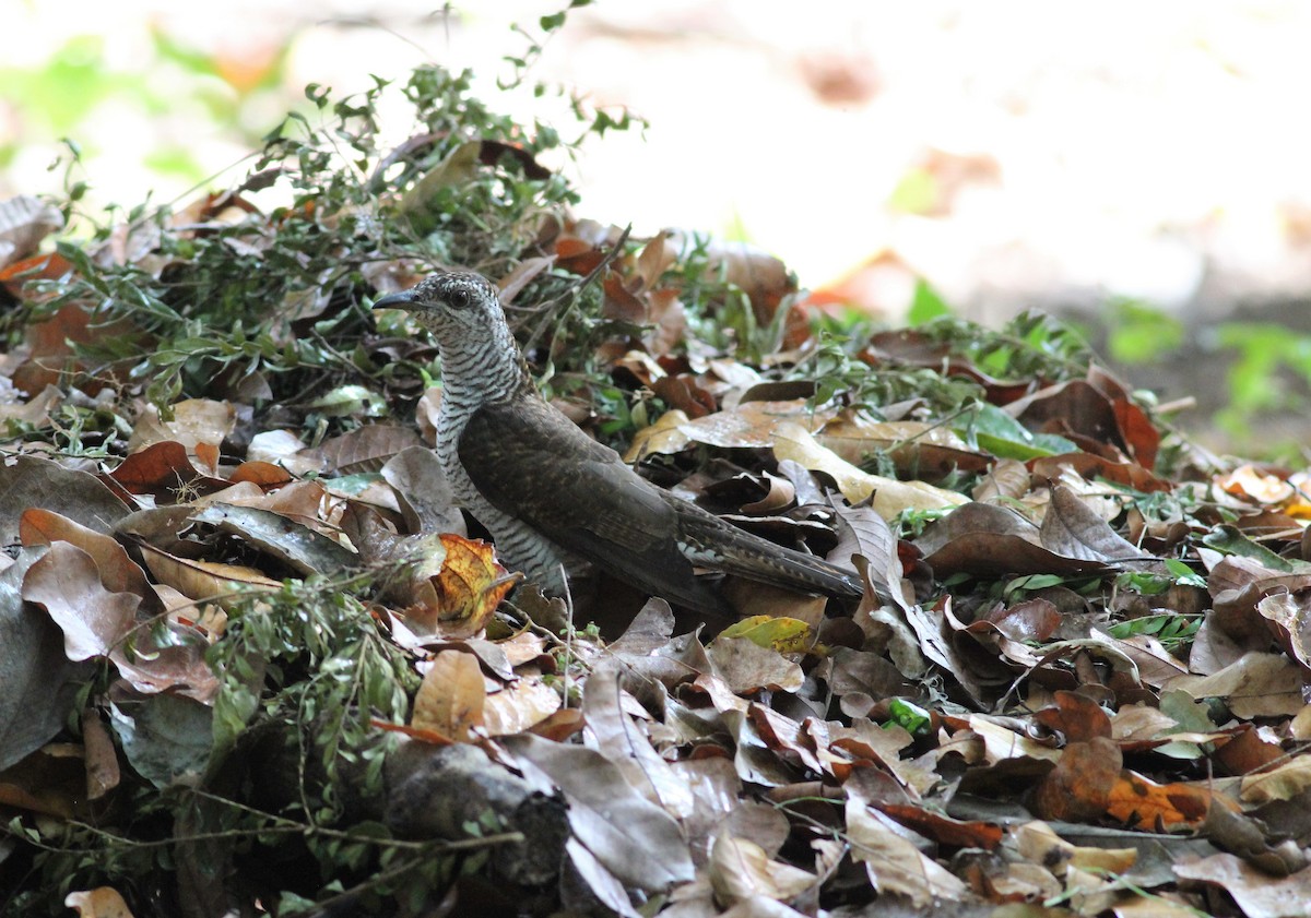 Banded Bay Cuckoo - ML643982211