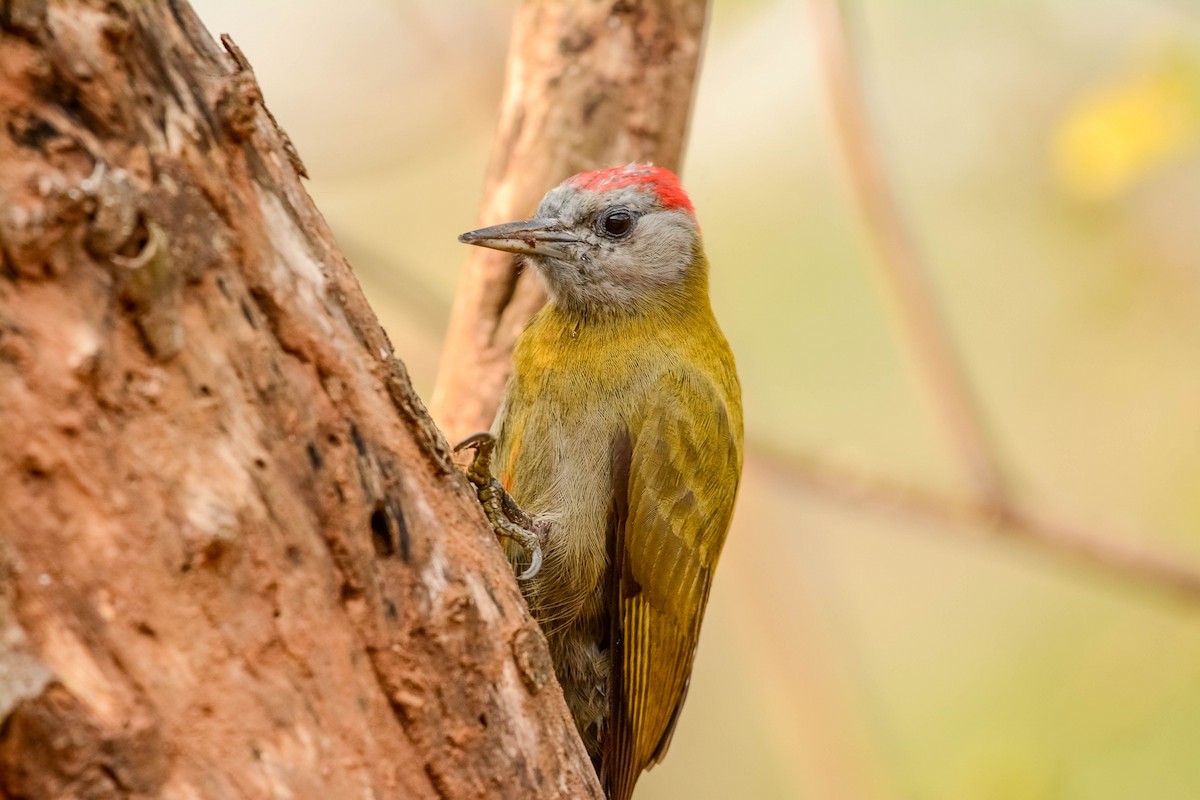 Olive Woodpecker - ML643982214