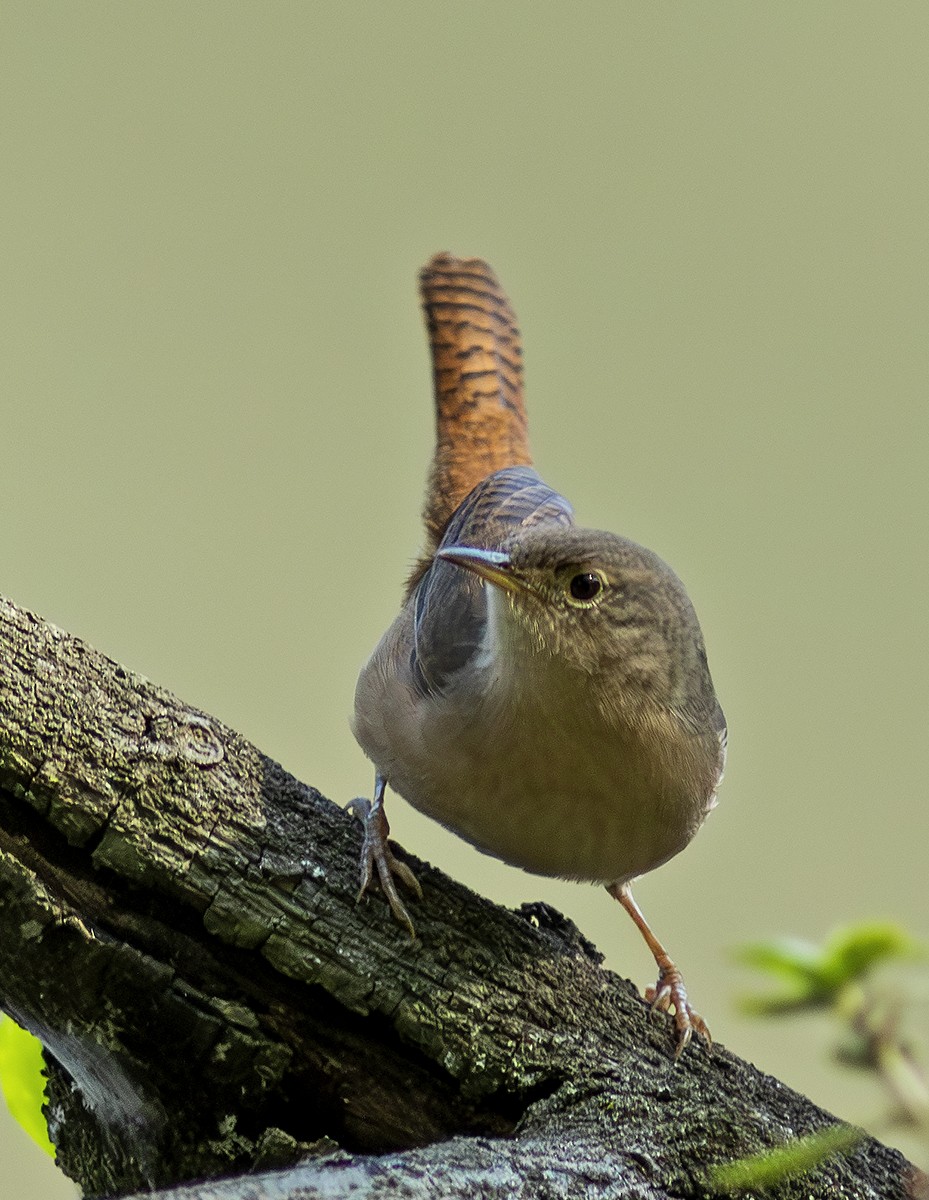 Southern House Wren - ML643982233