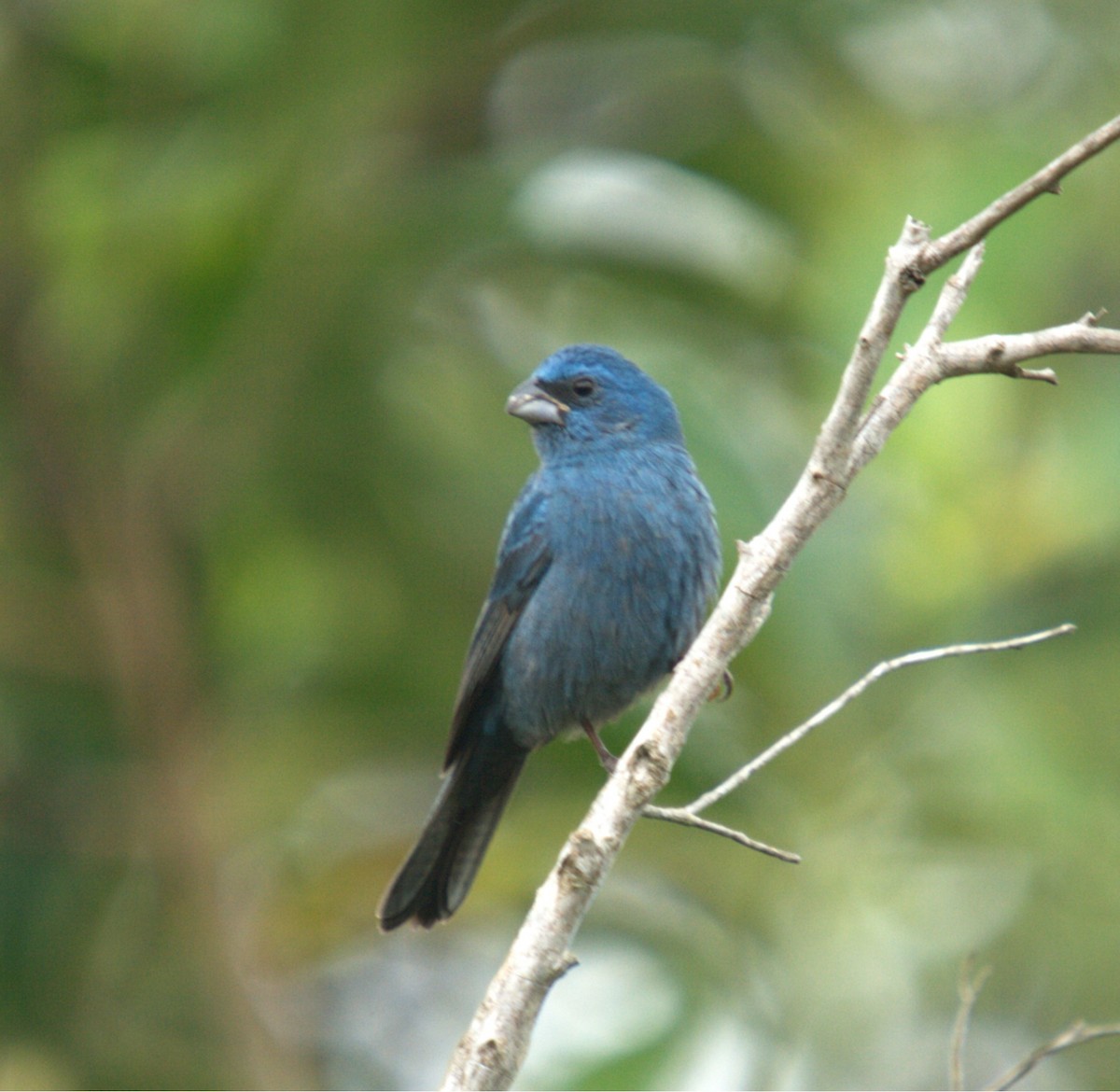 Glaucous-blue Grosbeak - ML643982240
