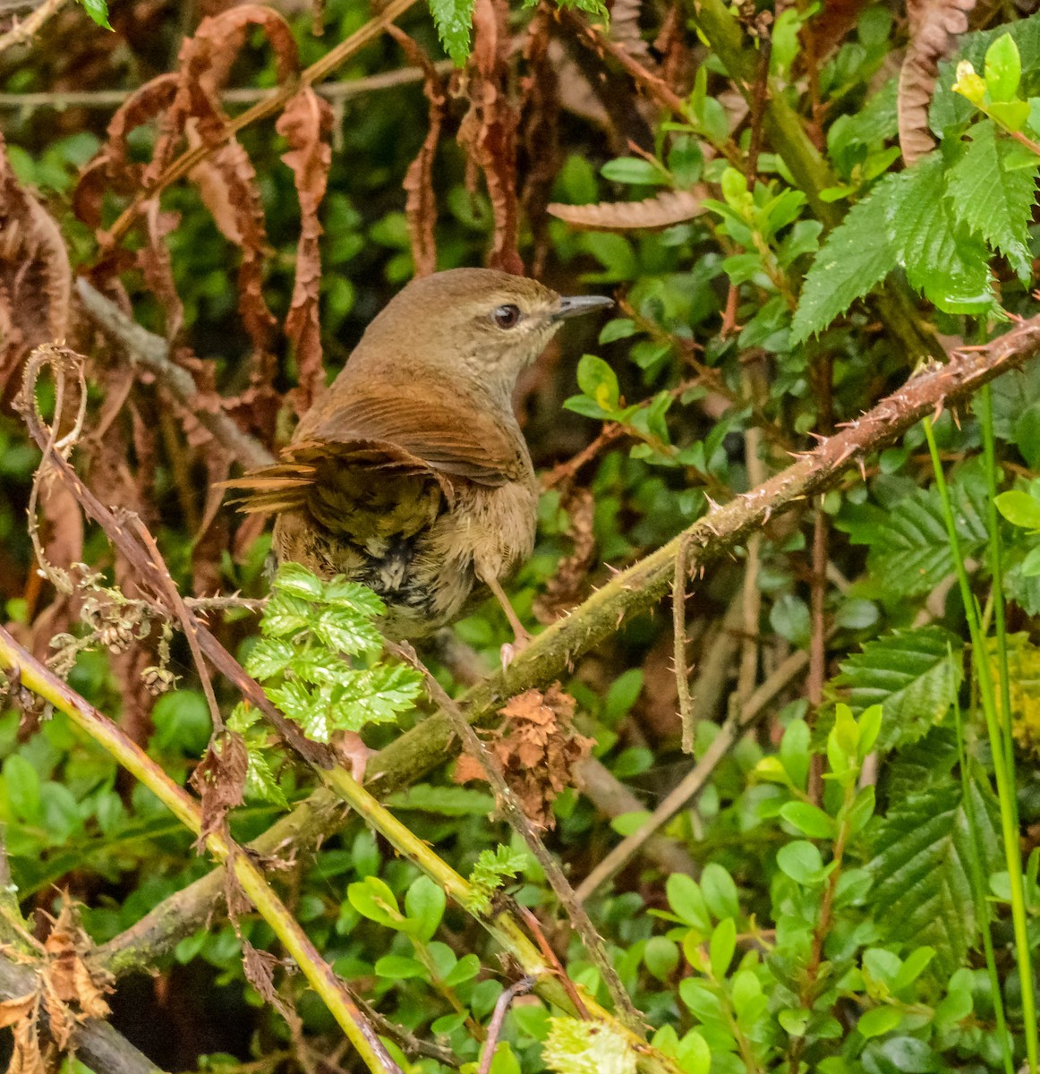 Barratt's Warbler - ML643982241