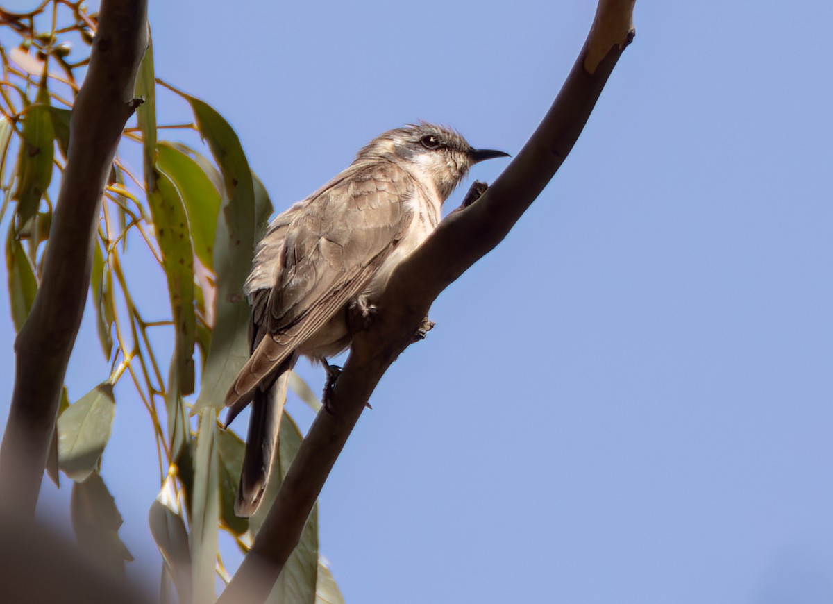 Black-eared Cuckoo - ML643982266