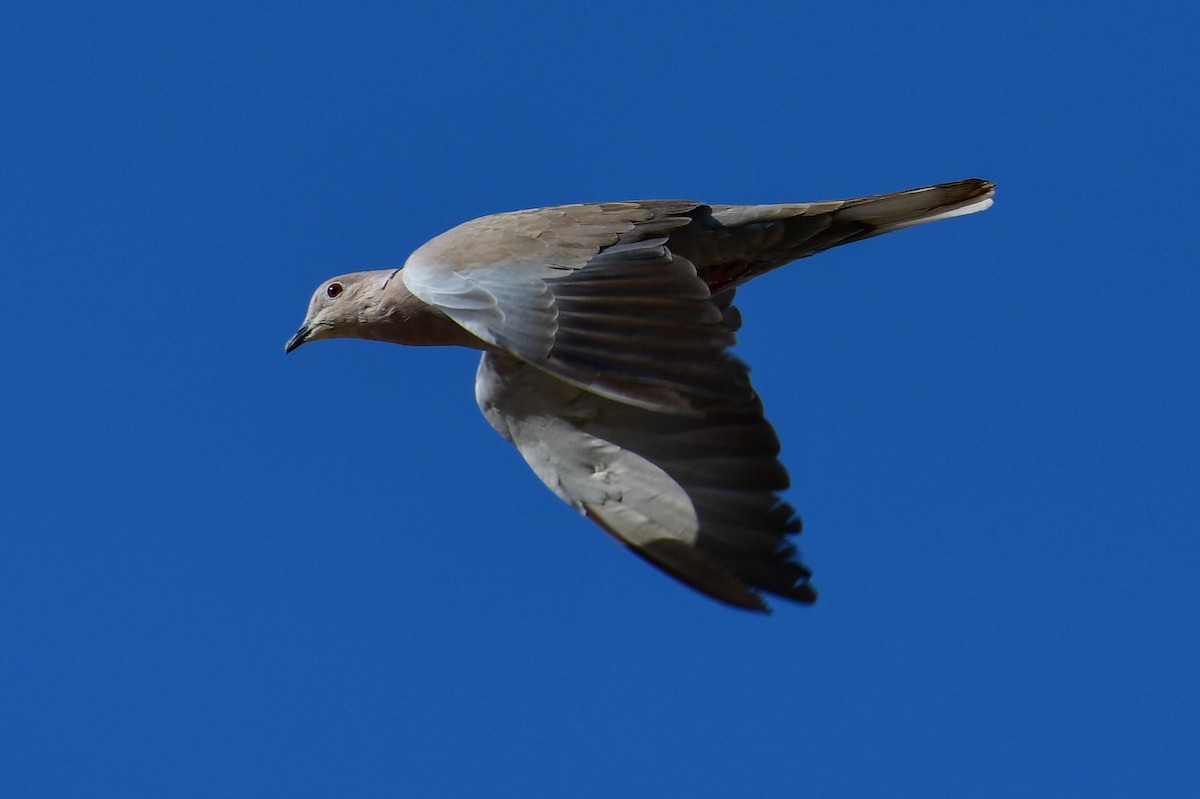 シラコバト - ML643982287