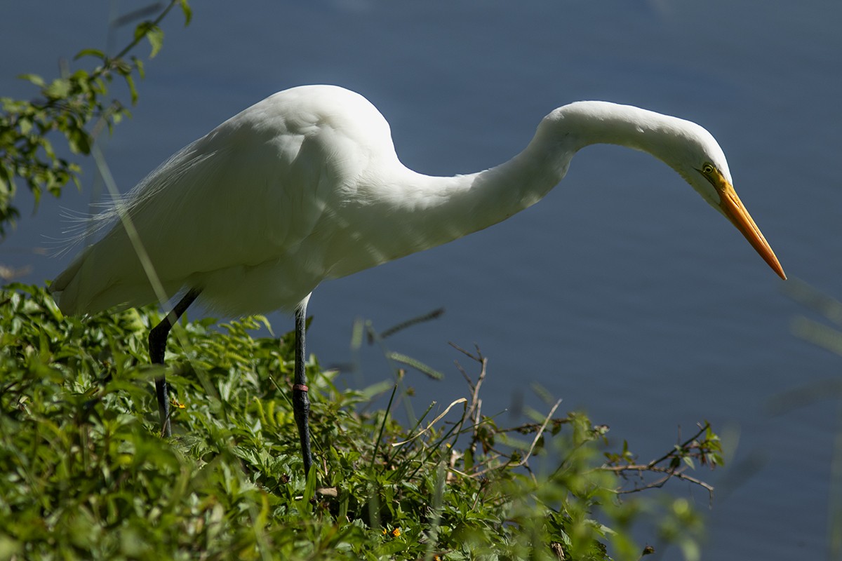 Great Egret - ML643982293