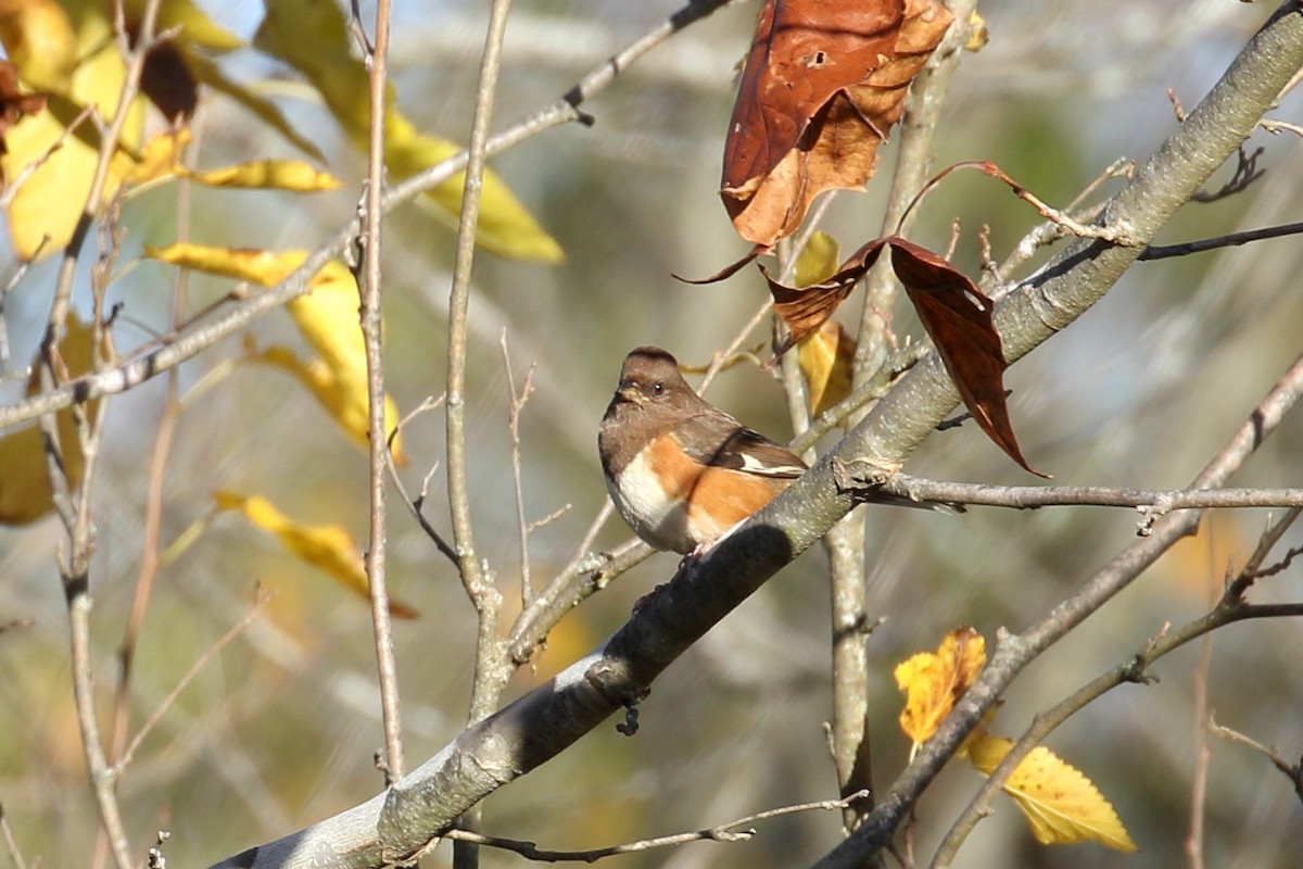Eastern Towhee - ML643982301