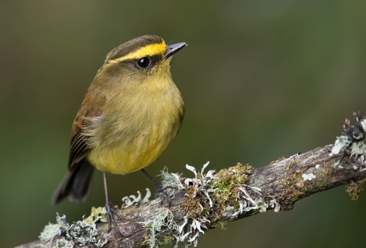 Yellow-bellied Chat-Tyrant - ML643982307