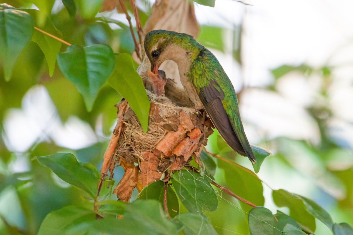 Glittering-bellied Emerald - ML643982311