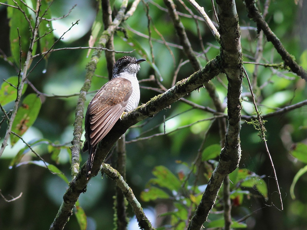 Banded Bay Cuckoo - ML643982333