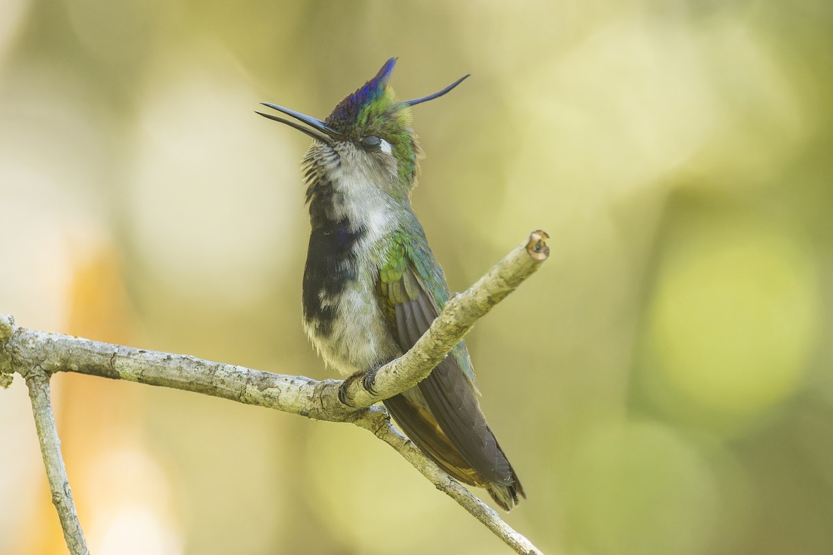 Колібрі пурпуровочубий - ML643982340