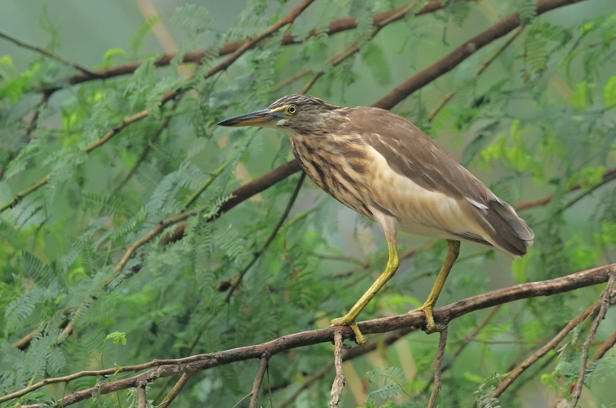 Indian Pond-Heron - ML643982344