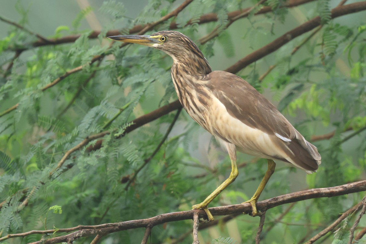 Indian Pond-Heron - ML643982345