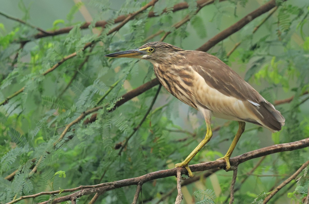 Indian Pond-Heron - ML643982346