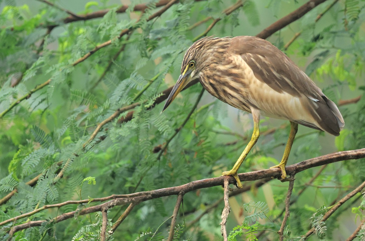 Indian Pond-Heron - ML643982347